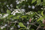 Hillside hawthorn